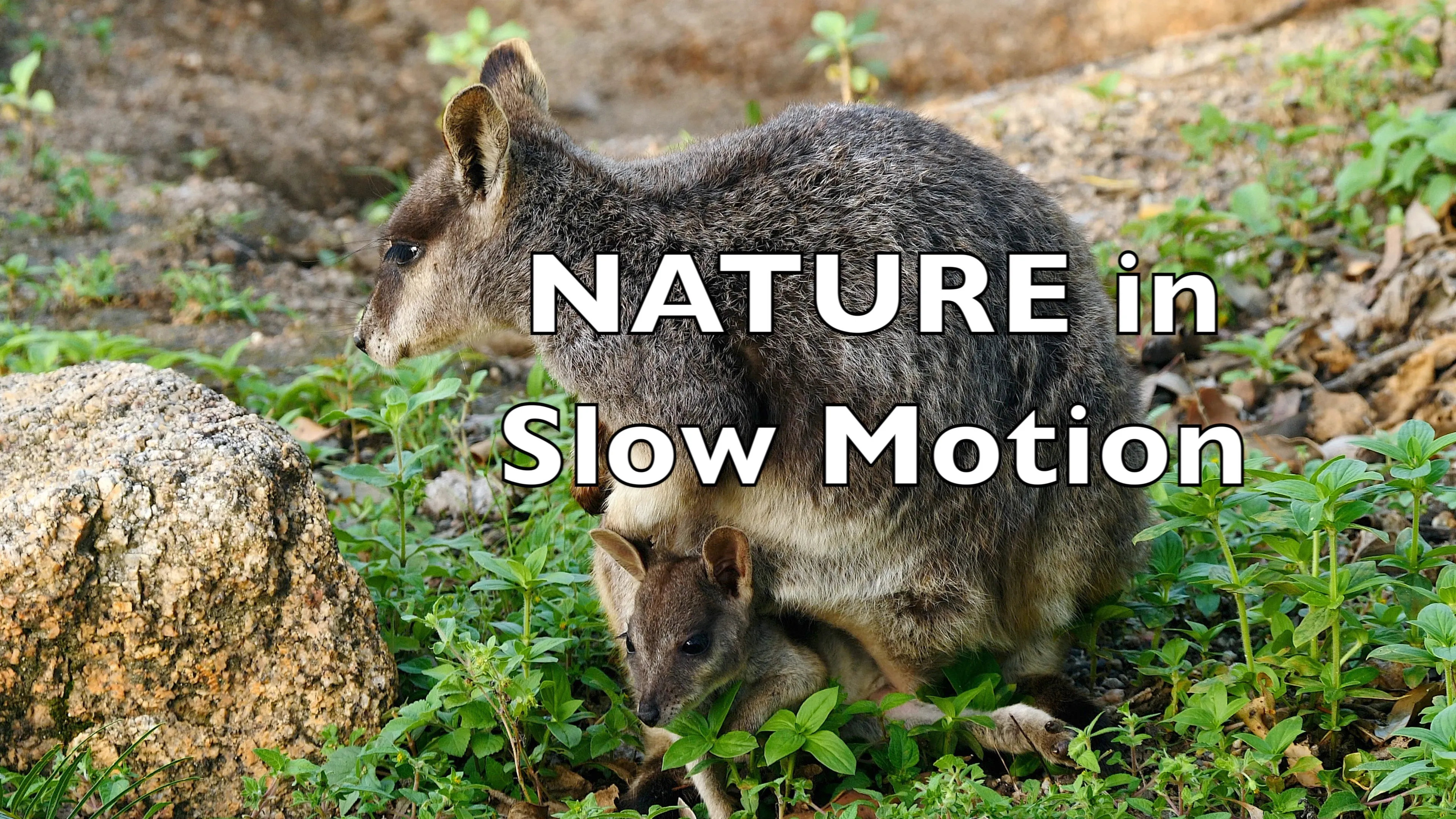 Nature In Slow Motion poster